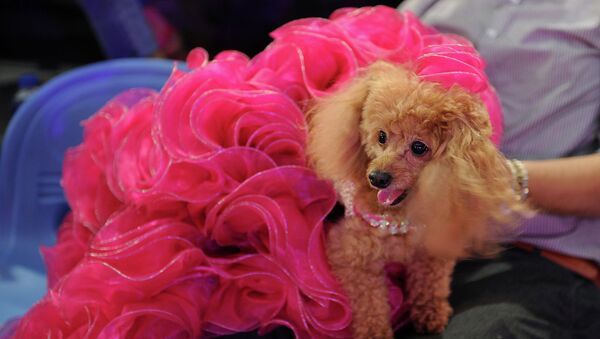 Собака на модном показе, организованном в честь Всемирного дня животных, Манила