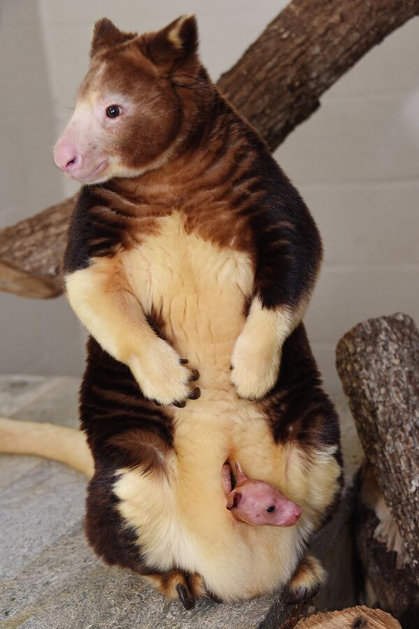 Детеныш древесного кенгуру с матерью в зоопарке Майами