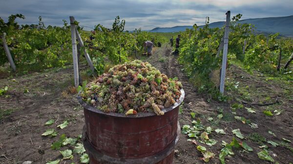 Сбор урожая винограда. Архивное фото