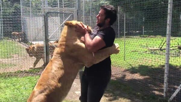 Порыв чувств: львица обнимает своего приятеля-человека