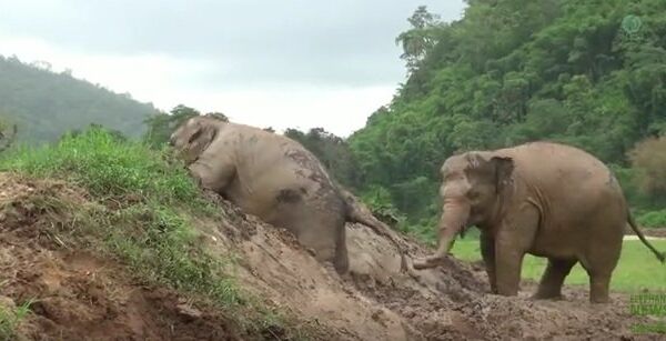 Слоны резвятся на досуге