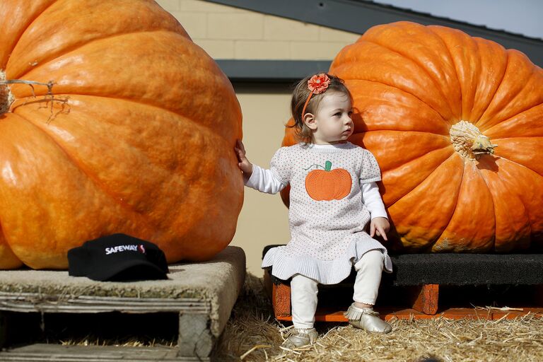 Ежегодный чемпионат по взвешиванию тыквы Safeway World Championship Pumpkin. Калифорния, 12 октября 2015