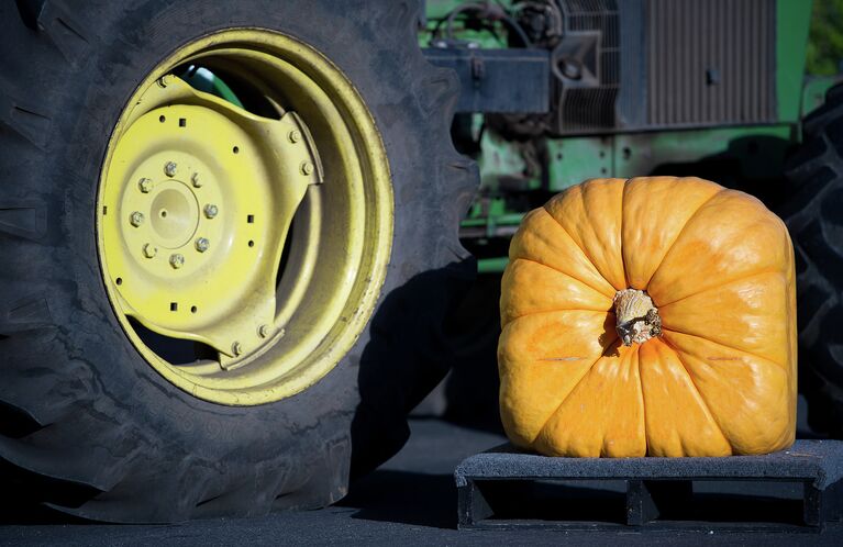 Квадратная тыква. Ежегодный чемпионат по взвешиванию тыквы Safeway World Championship Pumpkin. Калифорния, 12 октября 2015