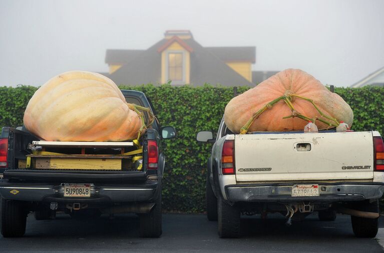 Ежегодный чемпионат по взвешиванию тыкв Safeway World Championship Pumpkin. Калифорния, 12 октября 2015