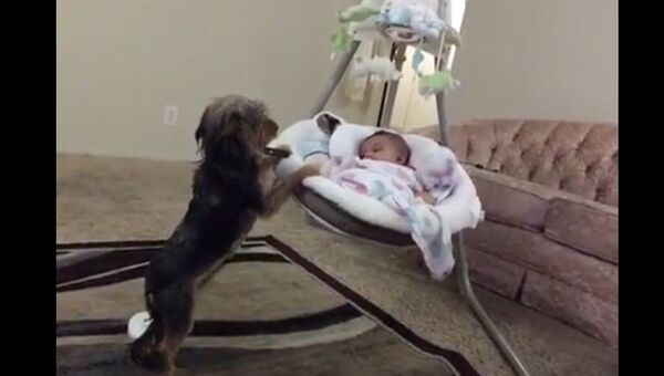 Пес качает люльку с младенцем