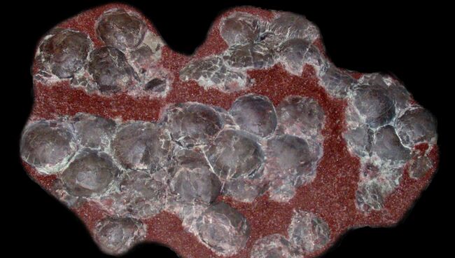 Кладка яиц титанозавров Кладка яиц титанозавров