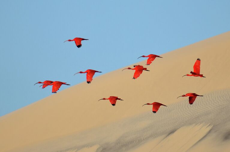 Снимок-победитель в категории Young wildlife photographers Flight of the scarlet ibis фотографа из Франции Jonathan Jagot