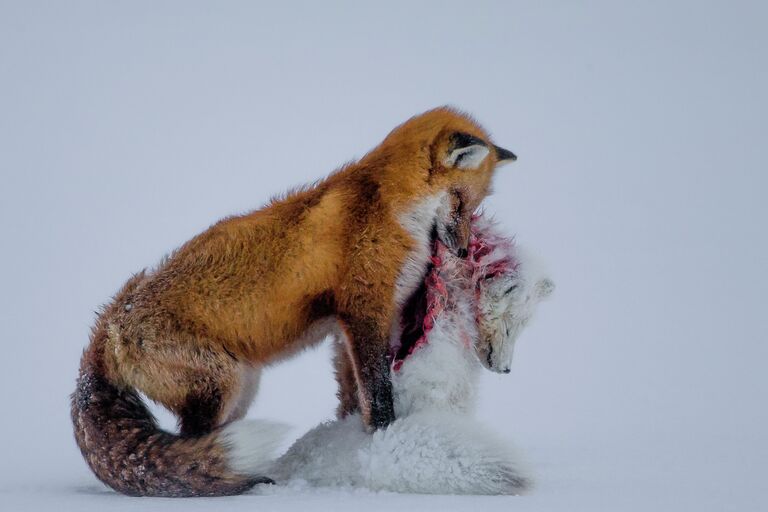 Снимок-победитель в категории Young wildlife photographers A tale of two foxes канадского фотографа Don Gutoski