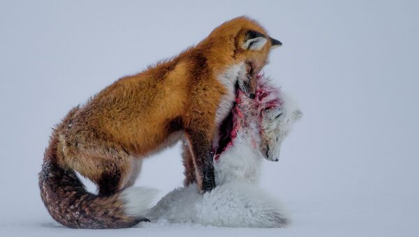 Снимок-победитель в категории Young wildlife photographers A tale of two foxes канадского фотографа Don Gutoski