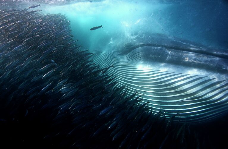 Снимок-победитель в категории Young wildlife photographers A whale of a mouthful австралийского фотографа Michael AW