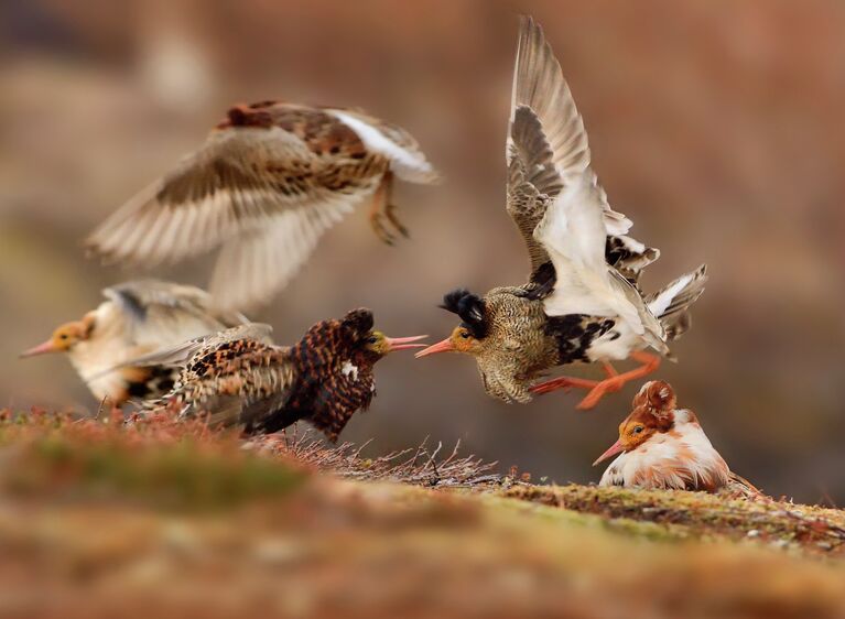 Снимок-победитель в категории Young wildlife photographers Ruffs on display чешского фотографа Ondrej Pelánek