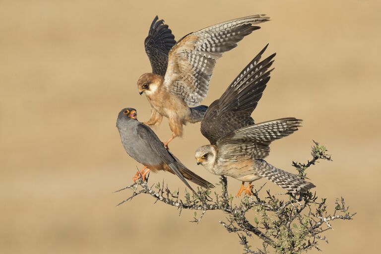 Снимок-победитель в категории Birds winner The company of three израильского фотографа Amir Ben-Dov