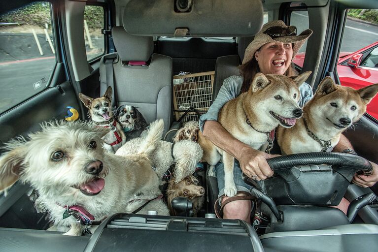 Снимок Dog Walker фотографа Johanna Siegmann