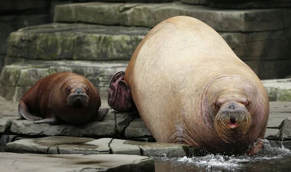 Маленький морж с матерью в зоопарке Гамбурга