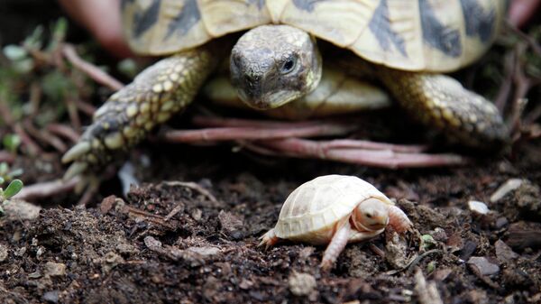 Балканская черепаха со своим детнышем-альбиносом в черепашьем заповеднике в Сореде