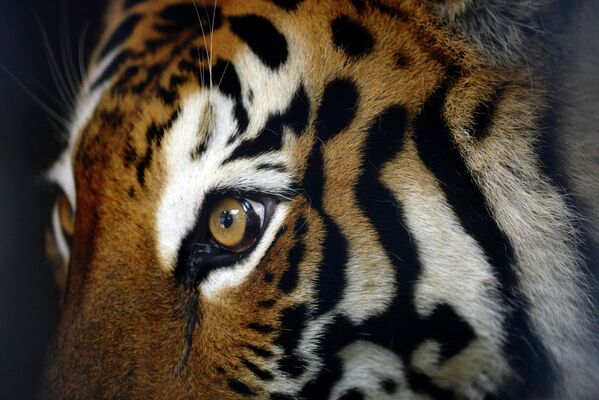 Бенгальский тигр в Национальном зоопарке Сан-Сальвадора