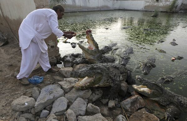 Сторож кормит крокодилов в суфийской святыне, больше известной, как Храм крокодила, Пакистан