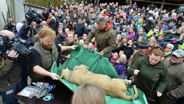 Вскрытие льва в датском зоопарке города Оденс. 15 октября 2015.