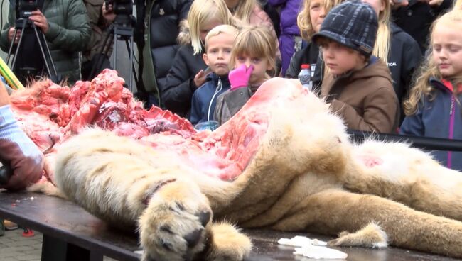 Дети зажимали носы во время публичного вскрытия льва в датском зоопарке