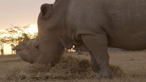 Сотрудники зоопарка гладили жующего солому белого носорога в заповеднике Кении