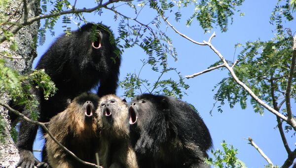 Хор рычащих обезьян-ревунов в Бразилии