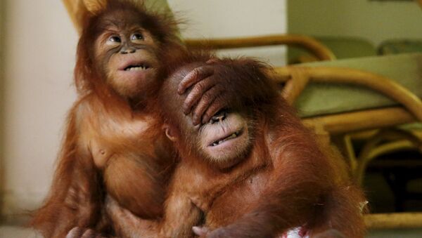 Детеныши орангутанов в Департаменте дикой природы, Малайзия