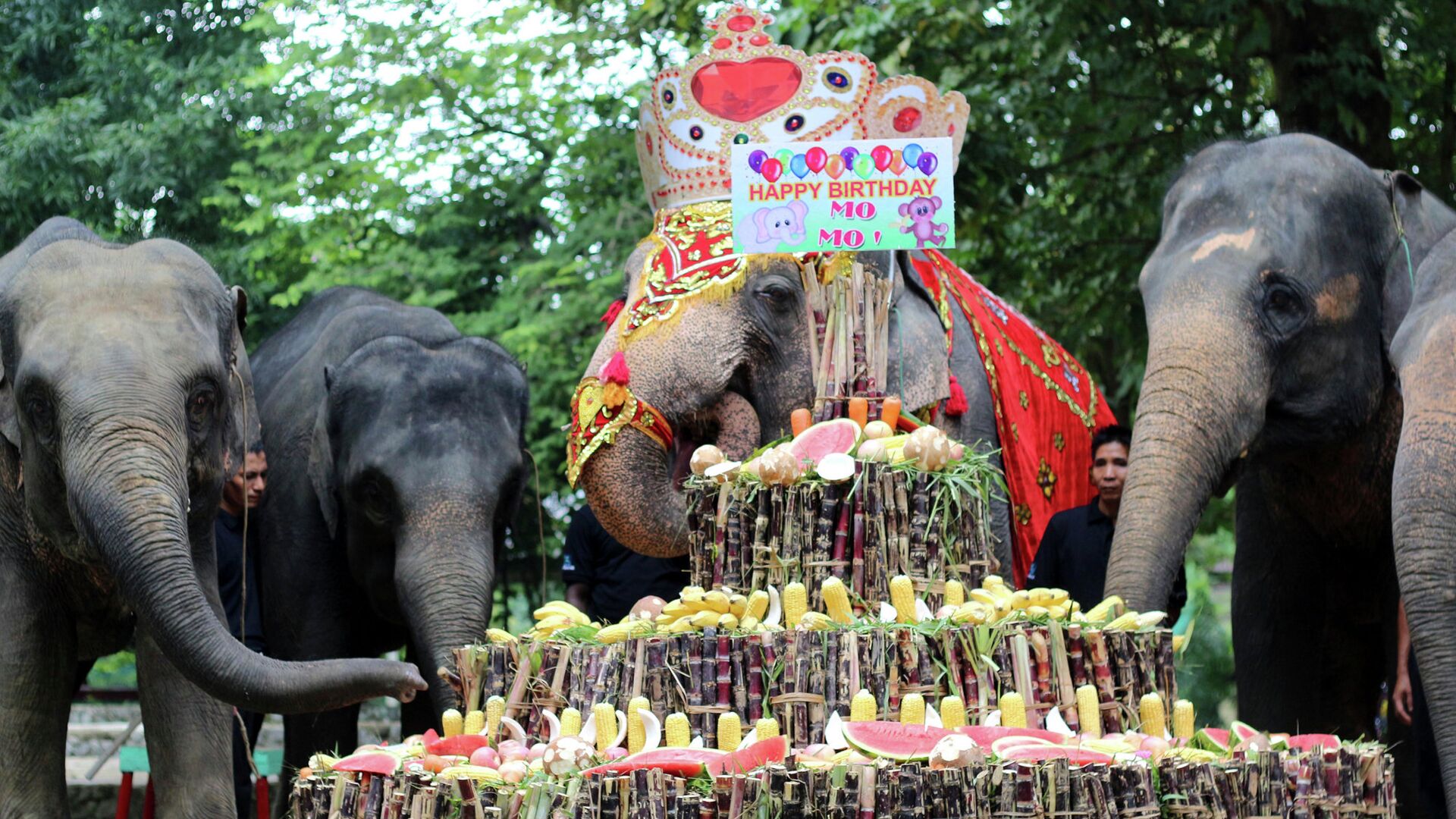 Слон Мо Мо ест торт из овощей и фруктов в честь своего дня рождения в зоологическом саду Янгона - РИА Новости, 1920, 05.12.2022