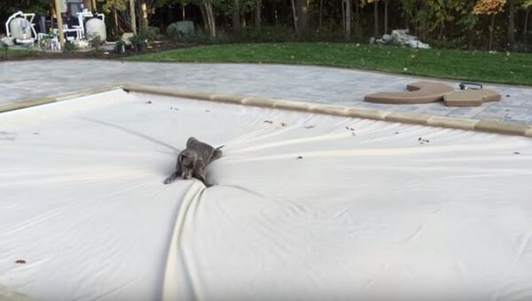 Датский дог на защитном покрытии для бассейна. Кадр из видео.