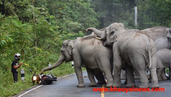 Слоны не так уж безобидны