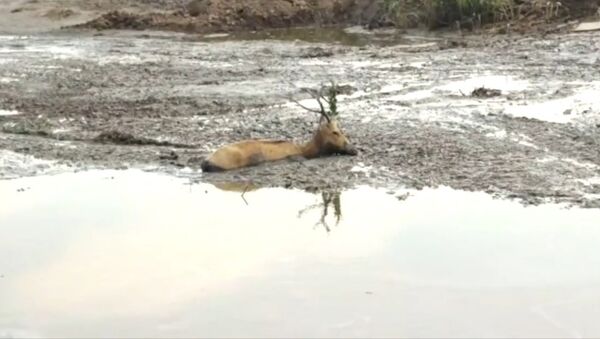 В Китае застрявшего оленя выкопали экскаватором