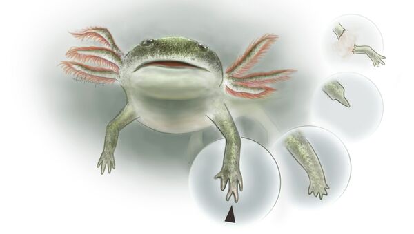 Так художник представил себе древнюю амфибию вида  Micromelerpeton credneri, умевшую регенерировать конечности