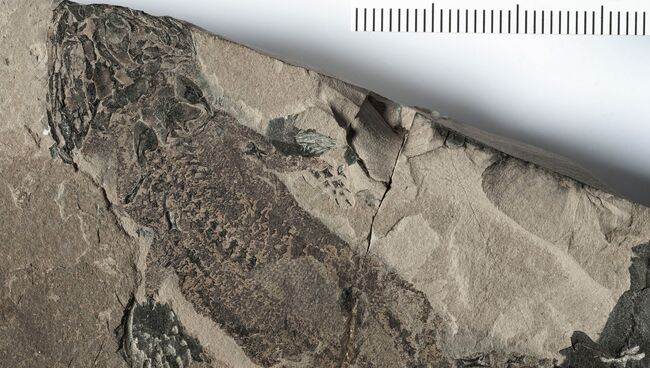 Останки Micromelerpeton credneri