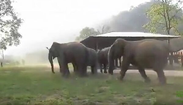 Утреннее приветствие у слоних