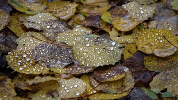 Опавшие листья после дождя. Архивное фото