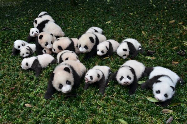 Маленькие панды в центре Яань провинции Сычуань