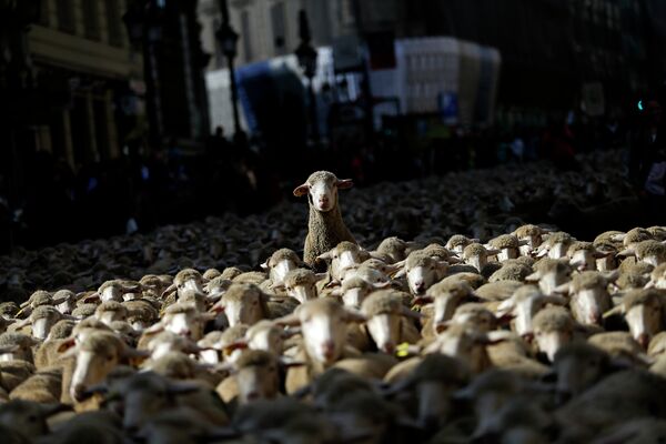 Овцы во главе с пастухами идут через центр Мадрида
