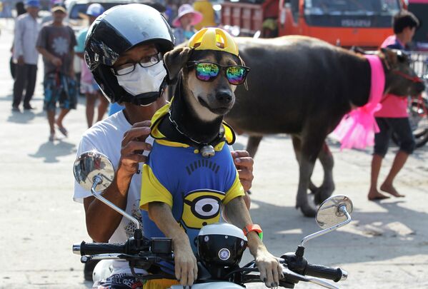 Зритель с своей собакой наблюдают гонку буйволов в провинции Чонбури