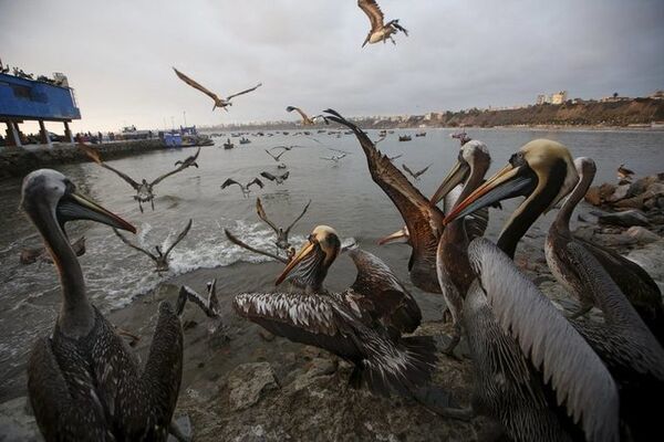 Пеликаны ждут еды на пляже Пескадорес в районе Лимы