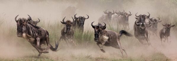 Снимок Wildebeest Migration, Masai Mara фотографа Arun Mohanraj на ежегодном конкурсе Epson International Pano Awards 2015