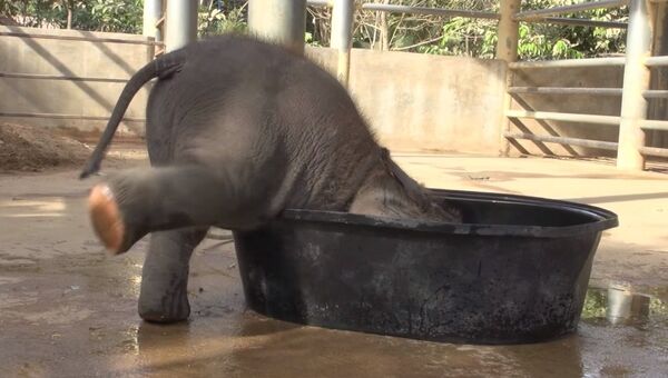 Как влезть в ванну, если ты слон