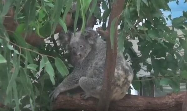 Повседневная жизнь коал