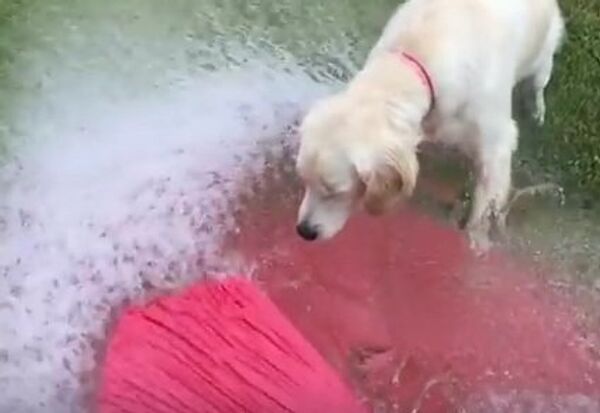 Пес на водяном шаре