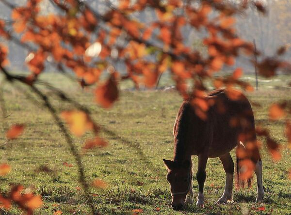 Лошадь Пржевальского пасется в Юзефово около Варшавы
