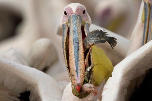 Пеликаны ест рыбу на водохранилище в Мишмар-ха-Шарон