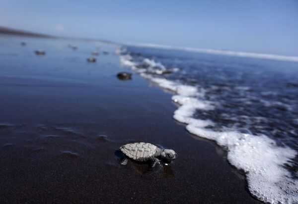 Черепахи ползут к океану на пляже Пуэрто Кетцаль в Гватемале