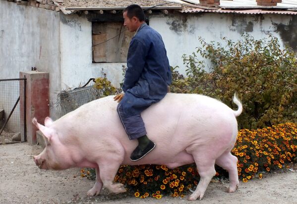 Фермер едет на свинье в Чжанцзякоу, провинция Хэбэй