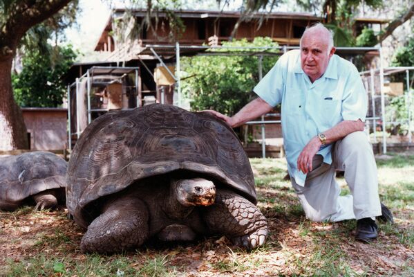 Слоновая черепаха Голиаф, считающейся самой большая сухопутной черепахой в мире, 2002 год