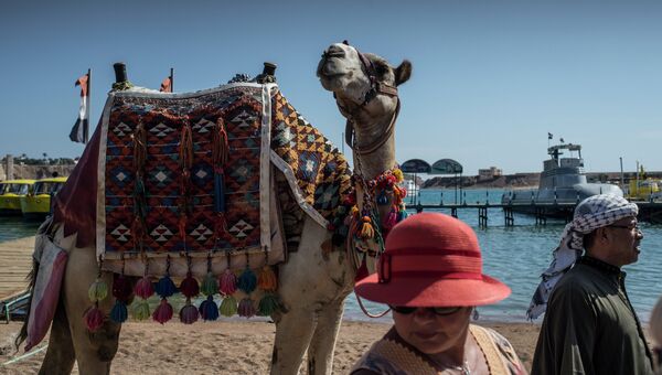 Верблюд, Египет. Архивное фото