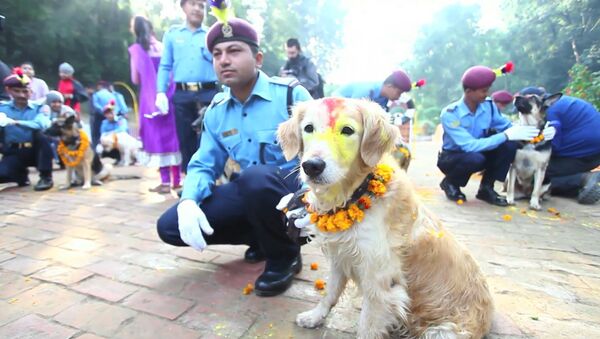 Полицейские надевали собакам венки из цветов на фестивале Яма Панчак в Катманду