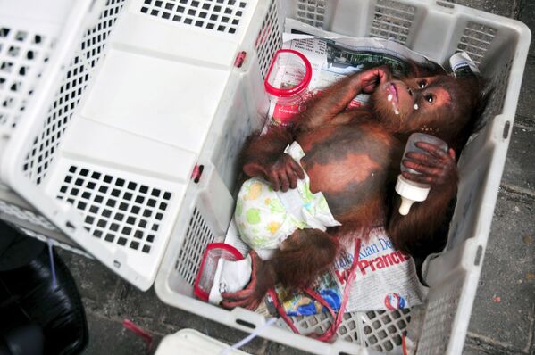 Конфискованный детеныш орангутанга в отделении полиции в Пеканбару